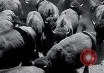 Immagine di Buffalo americana Round-up South Dakota United States USA, 1934, secondo 43 filmato di repertorio 65675029846
