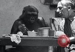 Image of trained gorilla bank robbery Cincinnati Ohio USA, 1934, second 7 stock footage video 65675029855