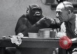 Image of trained gorilla bank robbery Cincinnati Ohio USA, 1934, second 9 stock footage video 65675029855