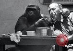 Image of trained gorilla bank robbery Cincinnati Ohio USA, 1934, second 10 stock footage video 65675029855