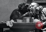 Image of trained gorilla bank robbery Cincinnati Ohio USA, 1934, second 11 stock footage video 65675029855
