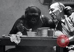 Image of trained gorilla bank robbery Cincinnati Ohio USA, 1934, second 13 stock footage video 65675029855