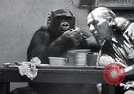 Image of trained gorilla bank robbery Cincinnati Ohio USA, 1934, second 14 stock footage video 65675029855