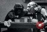 Image of trained gorilla bank robbery Cincinnati Ohio USA, 1934, second 17 stock footage video 65675029855