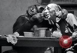 Image of trained gorilla bank robbery Cincinnati Ohio USA, 1934, second 19 stock footage video 65675029855