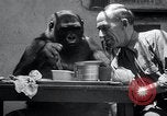 Image of trained gorilla bank robbery Cincinnati Ohio USA, 1934, second 20 stock footage video 65675029855