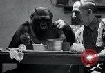 Image of trained gorilla bank robbery Cincinnati Ohio USA, 1934, second 21 stock footage video 65675029855