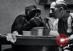 Image of trained gorilla bank robbery Cincinnati Ohio USA, 1934, second 22 stock footage video 65675029855