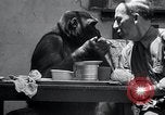 Image of trained gorilla bank robbery Cincinnati Ohio USA, 1934, second 23 stock footage video 65675029855