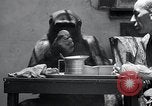 Image of trained gorilla bank robbery Cincinnati Ohio USA, 1934, second 28 stock footage video 65675029855