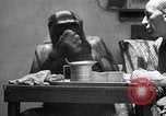 Image of trained gorilla bank robbery Cincinnati Ohio USA, 1934, second 29 stock footage video 65675029855