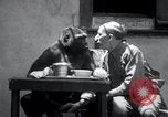 Image of trained gorilla bank robbery Cincinnati Ohio USA, 1934, second 33 stock footage video 65675029855