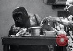 Image of trained gorilla bank robbery Cincinnati Ohio USA, 1934, second 38 stock footage video 65675029855