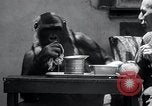 Image of trained gorilla bank robbery Cincinnati Ohio USA, 1934, second 39 stock footage video 65675029855