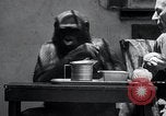 Image of trained gorilla bank robbery Cincinnati Ohio USA, 1934, second 41 stock footage video 65675029855