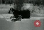Standbild Haylift Betrieb Western United states USA, 1948, aus Sekunde 55 historischem Filmmaterial Videoclip 65675029883