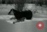 Standbild Haylift Betrieb Western United states USA, 1948, aus Sekunde 56 historischem Filmmaterial Videoclip 65675029883