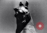 Image of horse statue Rome Italy, 1937, second 49 stock footage video 65675029900