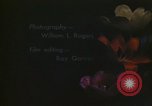 Image of Dutch people and lifestyle in Netherlands Netherlands, 1940, second 32 stock footage video 65675029902