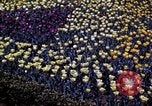 Image of cheese and tulip bulbs Netherlands, 1940, second 48 stock footage video 65675029904