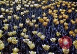 Image of cheese and tulip bulbs Netherlands, 1940, second 52 stock footage video 65675029904