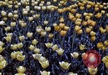 Image of cheese and tulip bulbs Netherlands, 1940, second 53 stock footage video 65675029904
