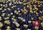 Image of cheese and tulip bulbs Netherlands, 1940, second 54 stock footage video 65675029904
