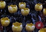 Image of cheese and tulip bulbs Netherlands, 1940, second 55 stock footage video 65675029904