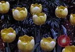 Image of cheese and tulip bulbs Netherlands, 1940, second 56 stock footage video 65675029904
