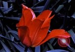 Image of cheese and tulip bulbs Netherlands, 1940, second 58 stock footage video 65675029904