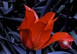 Image of cheese and tulip bulbs Netherlands, 1940, second 59 stock footage video 65675029904