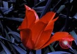 Image of cheese and tulip bulbs Netherlands, 1940, second 60 stock footage video 65675029904