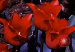 Image of cheese and tulip bulbs Netherlands, 1940, second 61 stock footage video 65675029904