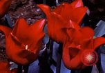 Image of cheese and tulip bulbs Netherlands, 1940, second 62 stock footage video 65675029904