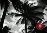 Image of coconut palms Puerto Rico, 1941, second 9 stock footage video 65675029922