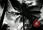 Image of coconut palms Puerto Rico, 1941, second 13 stock footage video 65675029922