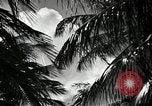 Image of coconut palms Puerto Rico, 1941, second 14 stock footage video 65675029922