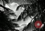 Image of coconut palms Puerto Rico, 1941, second 15 stock footage video 65675029922