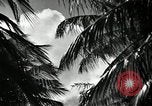 Image of coconut palms Puerto Rico, 1941, second 16 stock footage video 65675029922