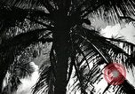 Image of coconut palms Puerto Rico, 1941, second 17 stock footage video 65675029922