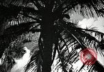 Image of coconut palms Puerto Rico, 1941, second 18 stock footage video 65675029922