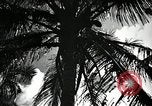 Image of coconut palms Puerto Rico, 1941, second 19 stock footage video 65675029922
