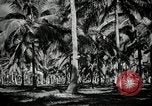 Image of coconut palms Puerto Rico, 1941, second 20 stock footage video 65675029922
