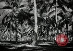 Image of coconut palms Puerto Rico, 1941, second 21 stock footage video 65675029922