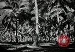 Image of coconut palms Puerto Rico, 1941, second 22 stock footage video 65675029922