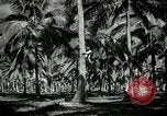Image of coconut palms Puerto Rico, 1941, second 23 stock footage video 65675029922