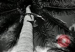 Image of coconut palms Puerto Rico, 1941, second 24 stock footage video 65675029922