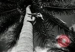 Image of coconut palms Puerto Rico, 1941, second 25 stock footage video 65675029922