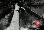 Image of coconut palms Puerto Rico, 1941, second 26 stock footage video 65675029922