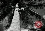 Image of coconut palms Puerto Rico, 1941, second 27 stock footage video 65675029922